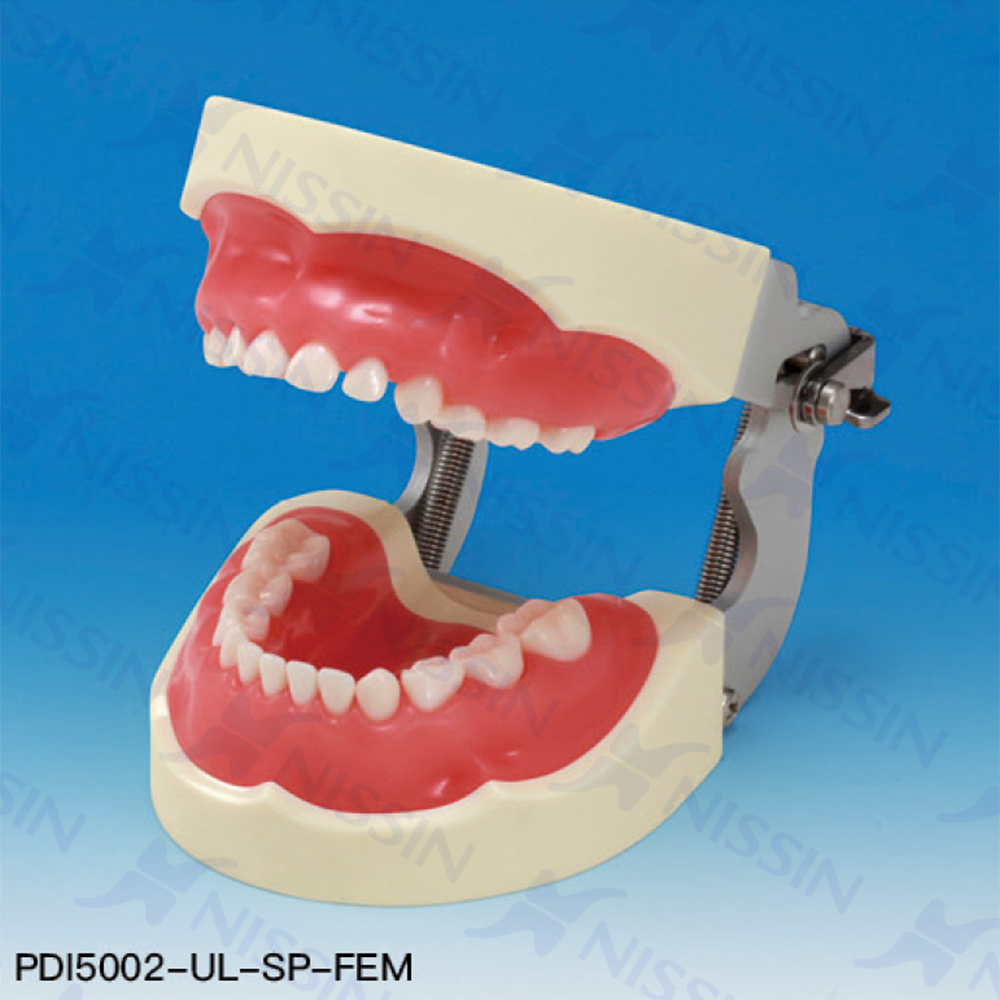 乳牙實(shí)習(xí)模型