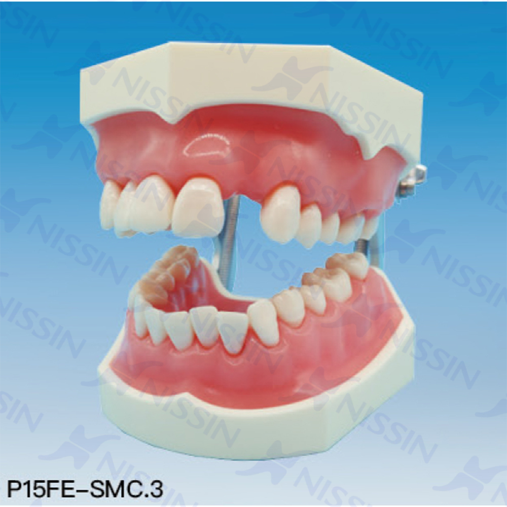 牙周松動牙固定實(shí)習(xí)模型