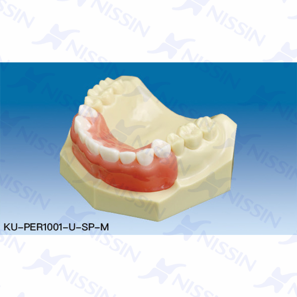 牙冠延長術(shù)實(shí)習(xí)用模型