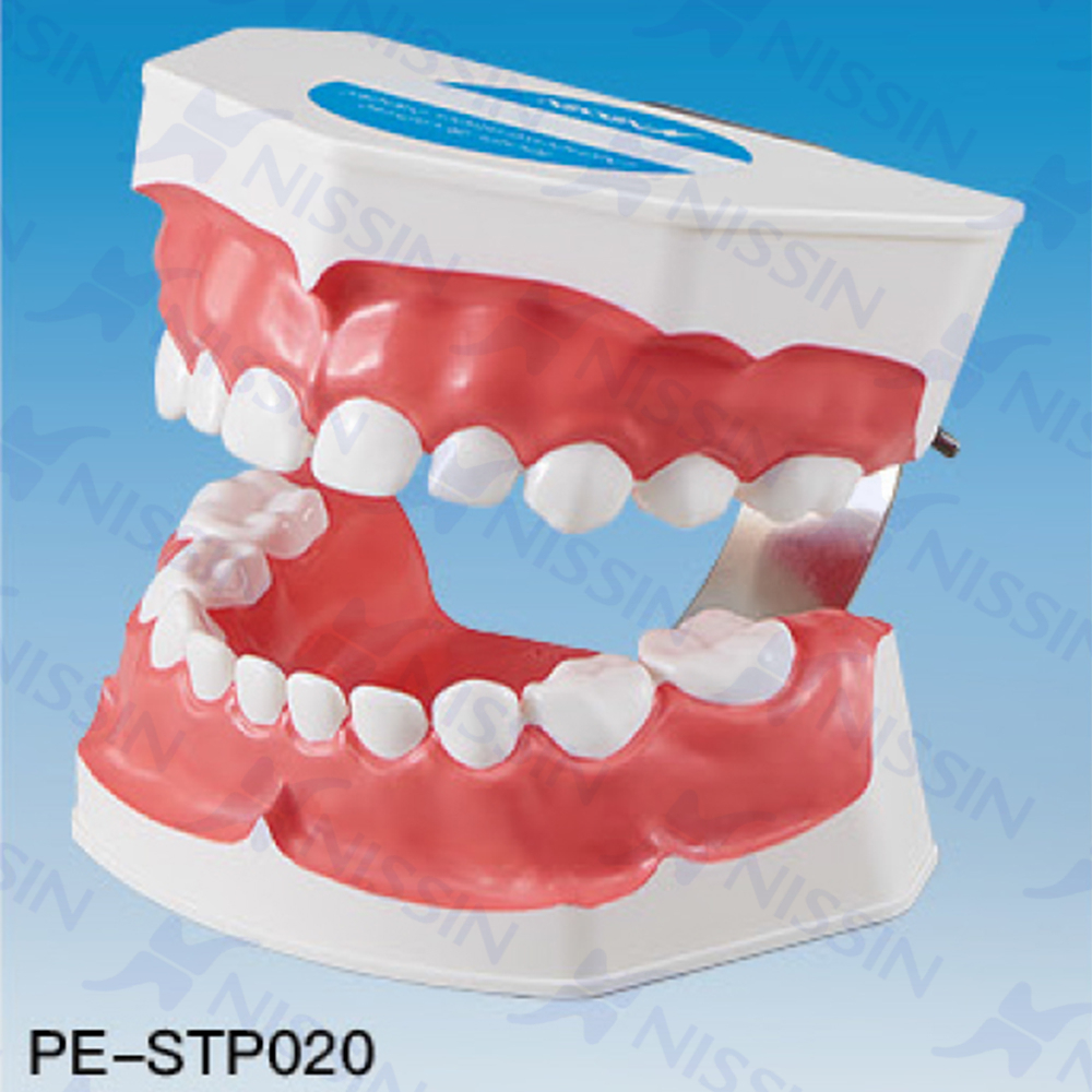 刷牙指導(dǎo)模型(乳牙)